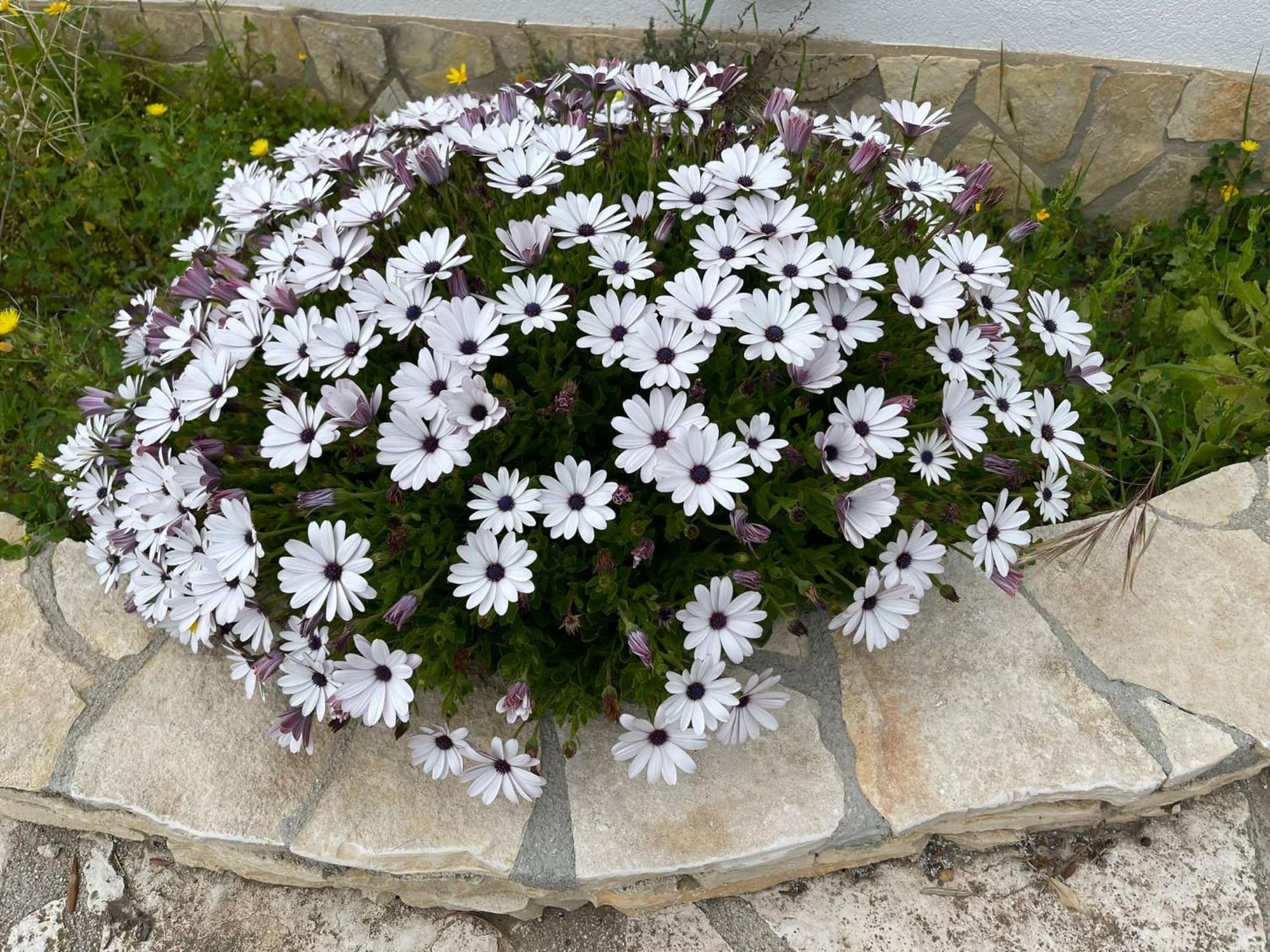 Fiori Di Campo Vila Sciacca Exterior foto